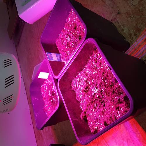 Royale Diesel, AK and Dwarf Autoflowers. Week 1