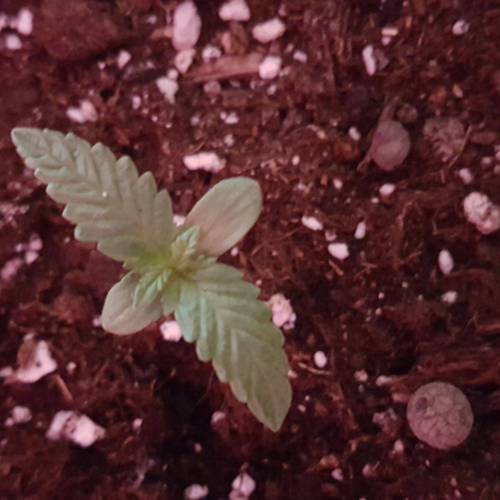 Royale Diesel, AK and Dwarf Autoflowers. Week 1