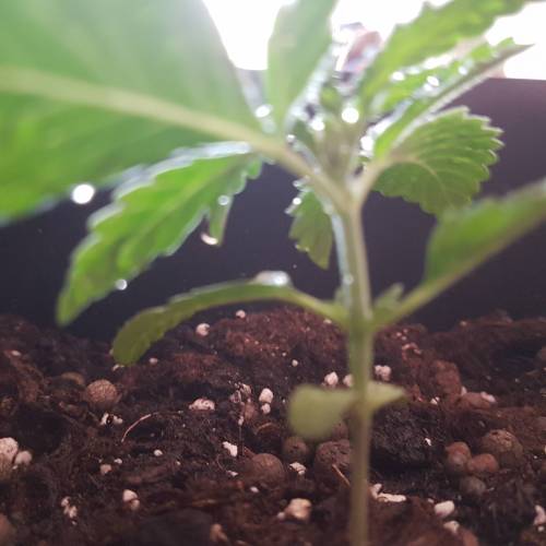 Royale Diesel, AK and Dwarf Autoflowers. Week 2