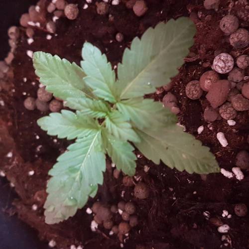 Royale Diesel, AK and Dwarf Autoflowers. Week 2