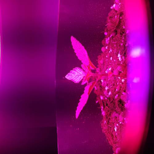 Royale Diesel, AK and Dwarf Autoflowers. Week 2