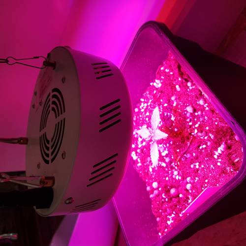 Royale Diesel, AK and Dwarf Autoflowers. Week 2