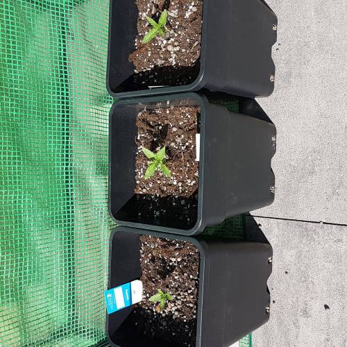 Royale Diesel, AK and Dwarf Autoflowers. Week 2