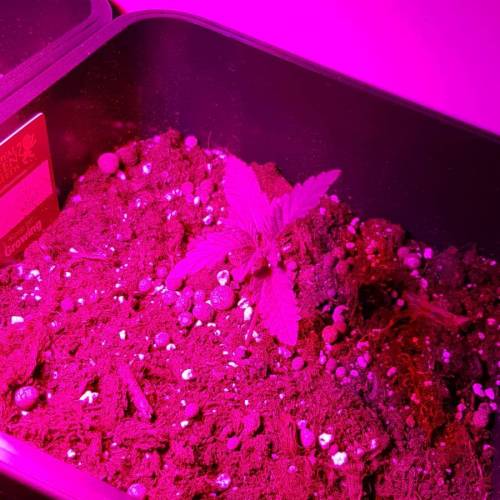 Royale Diesel, AK and Dwarf Autoflowers. Week 2