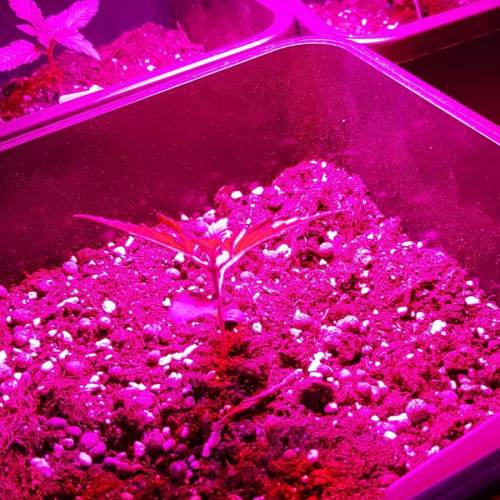 Royale Diesel, AK and Dwarf Autoflowers. Week 2