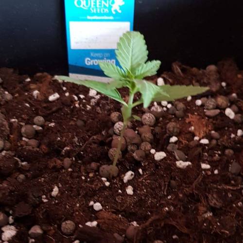 Royale Diesel, AK and Dwarf Autoflowers. Week 2