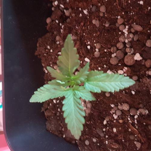 Royale Diesel, AK and Dwarf Autoflowers. Week 2