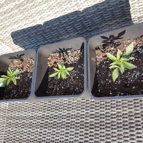 Royale Diesel, AK and Dwarf Autoflowers. Week 3