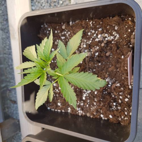 Royale Diesel, AK and Dwarf Autoflowers. Week 3