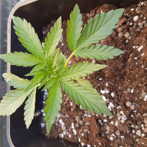 Royale Diesel, AK and Dwarf Autoflowers. Week 3