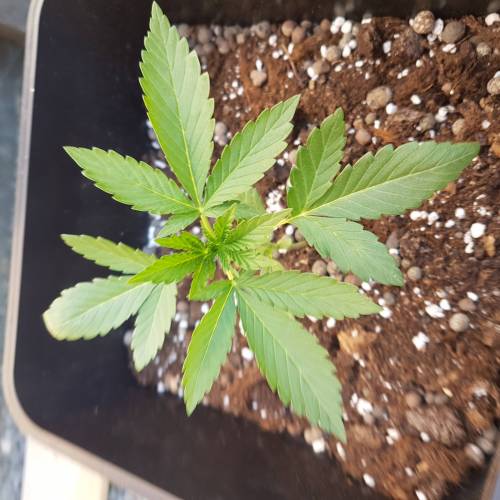 Royale Diesel, AK and Dwarf Autoflowers. Week 3