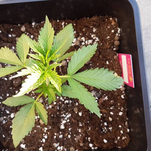 Royale Diesel, AK and Dwarf Autoflowers. Week 3