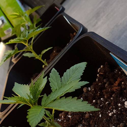 Royale Diesel, AK and Dwarf Autoflowers. Week 3