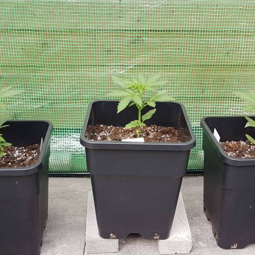 Royale Diesel, AK and Dwarf Autoflowers. Week 3