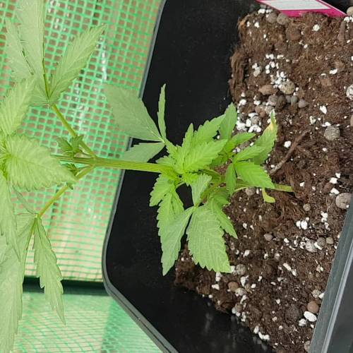 Royale Diesel, AK and Dwarf Autoflowers. Week 3