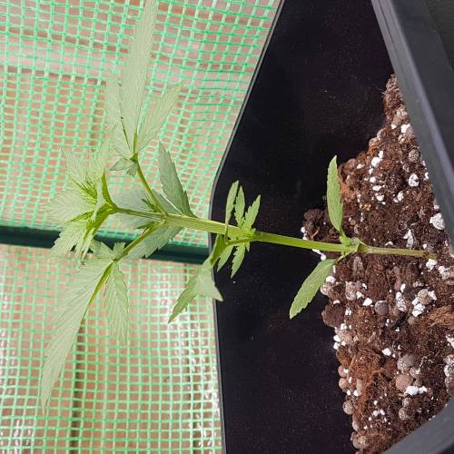 Royale Diesel, AK and Dwarf Autoflowers. Week 3