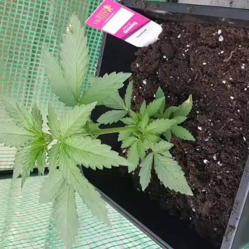 Royale Diesel, AK and Dwarf Autoflowers. Week 3