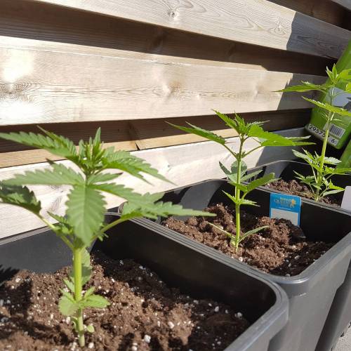 Royale Diesel, AK and Dwarf Autoflowers. Week 4