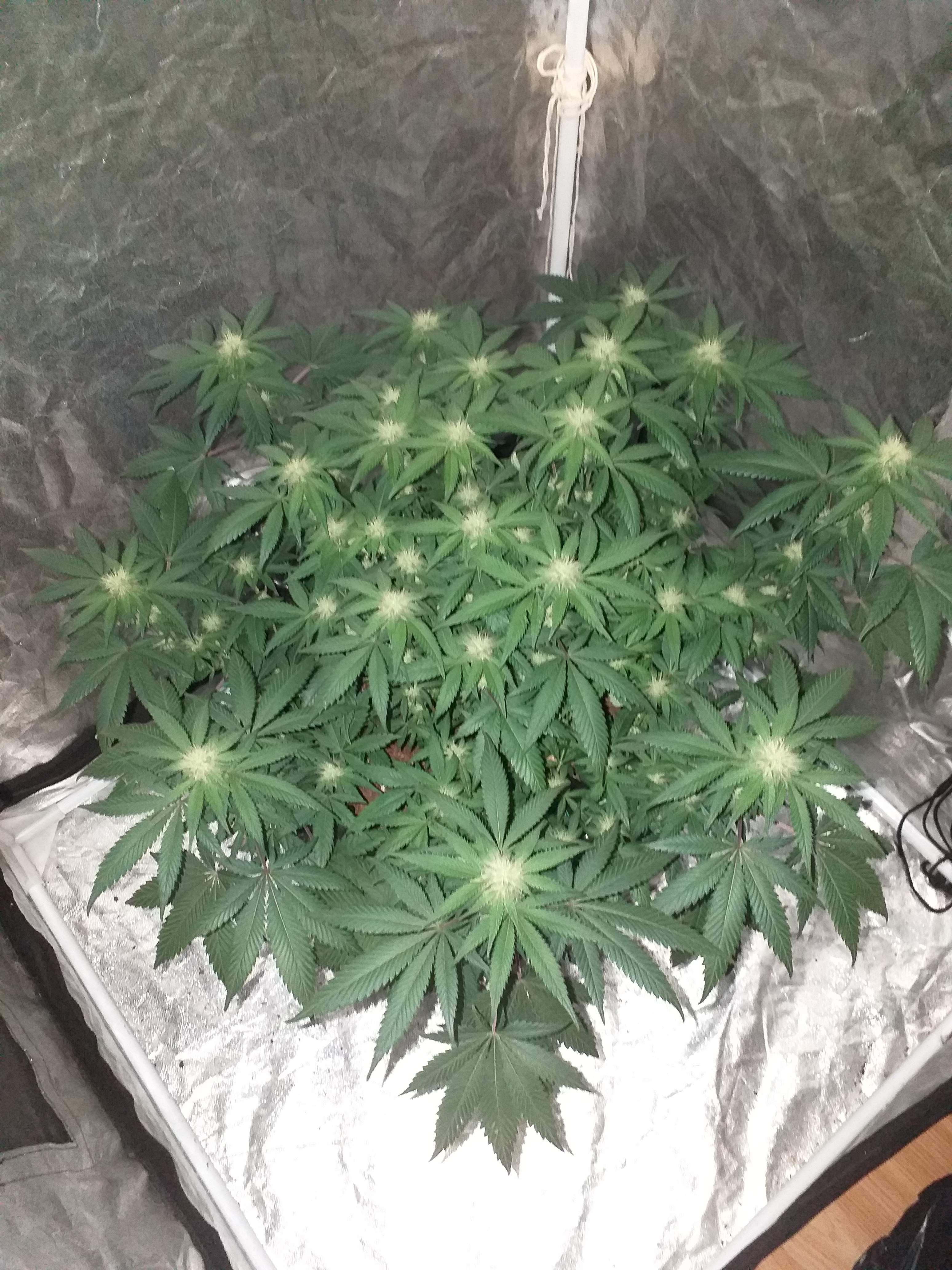 Barney's Farm Peppermint Kush grow diary (journal) week3 by