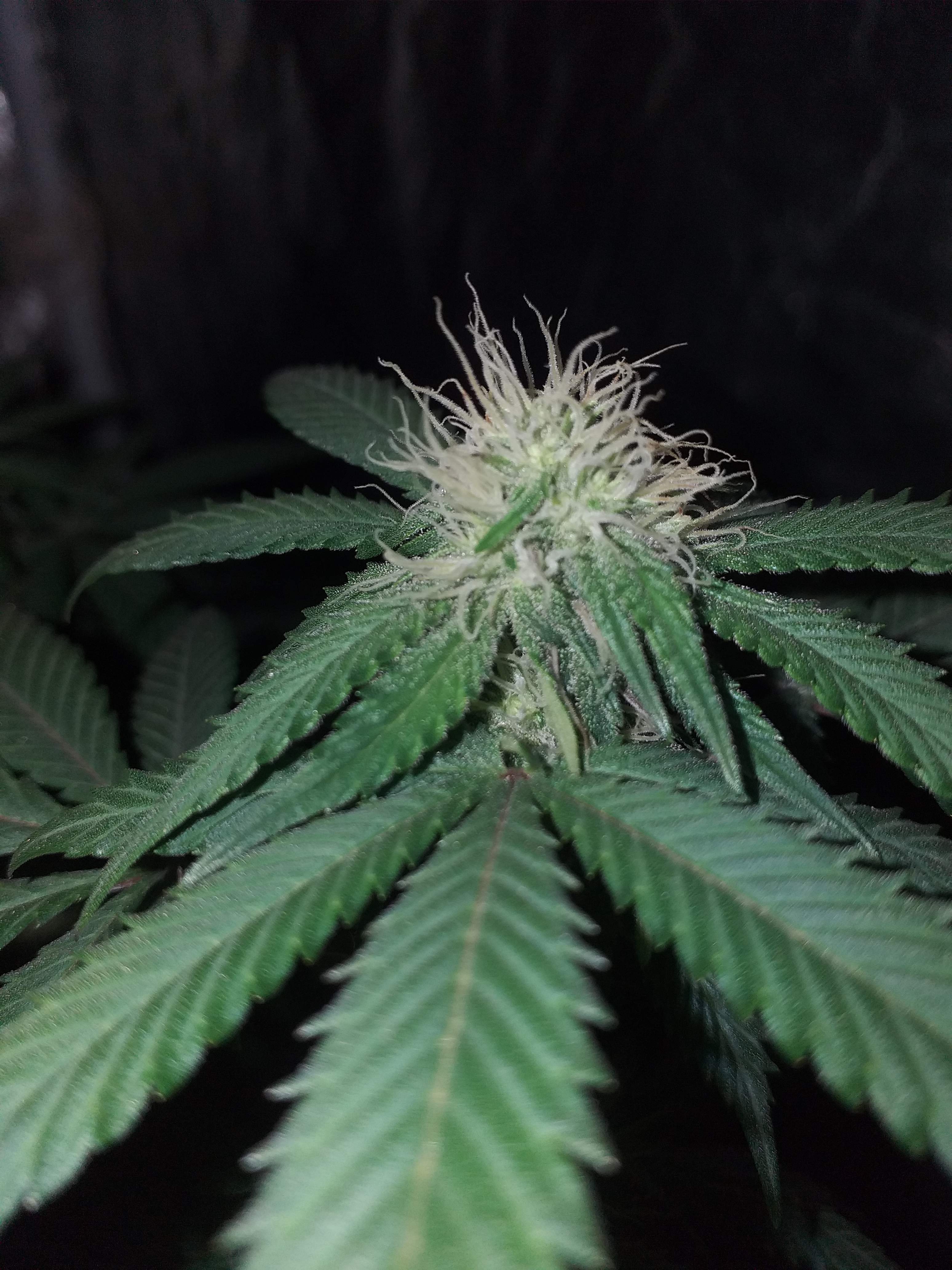 Barney's Farm Peppermint Kush grow diary (journal) week3 by