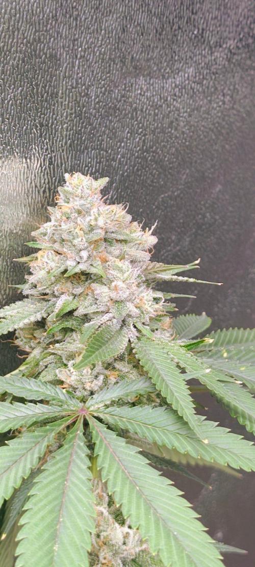 Amnesia Lemon. Week 11