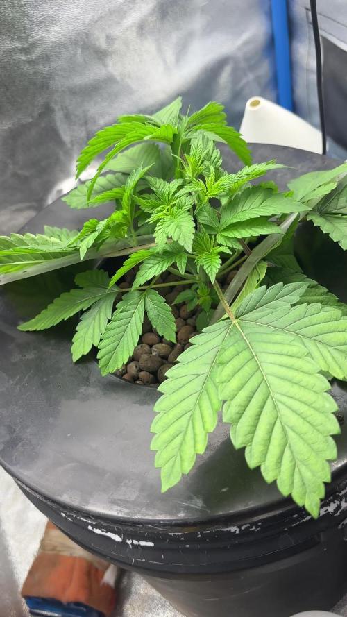 Tropicanna in Bolivia