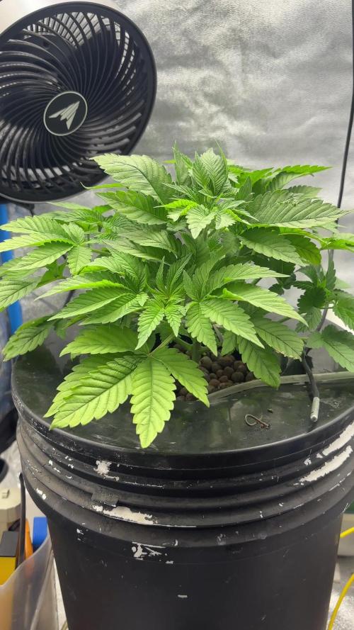 Tropicanna in Bolivia (mimi 1.0)