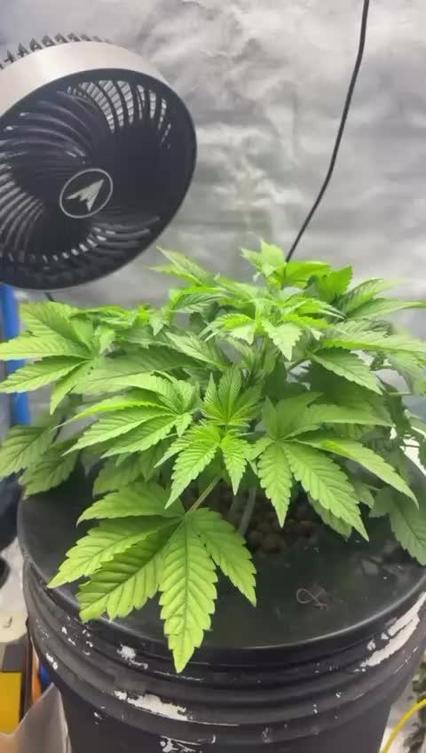 Tropicanna in Bolivia (mimi 1.0)