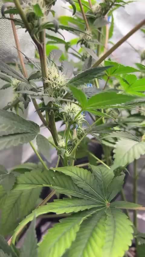 Tropicanna in Bolivia (mimi 1.0)