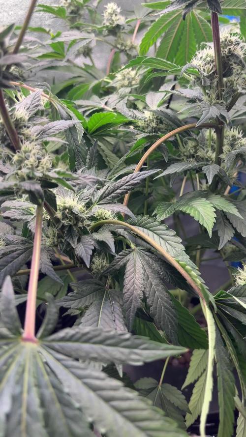 Tropicanna WFC (DWC)