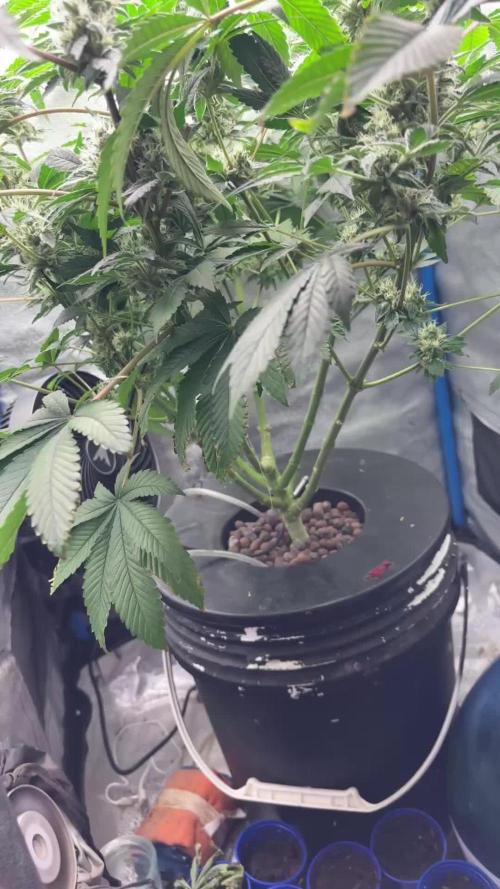 Tropicanna WFC (DWC)