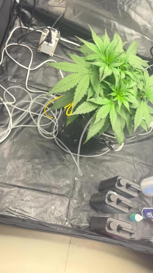 Watermelon AUTO BG (BA Genetics) DWC