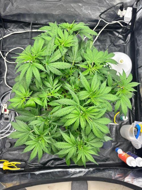 Watermelon AUTO BG (BA Genetics) DWC. Week 6