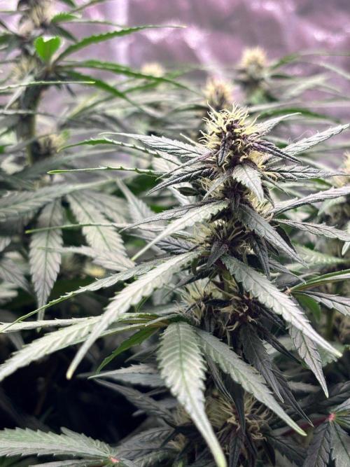 Watermelon AUTO BG (BA Genetics) DWC. Week 12