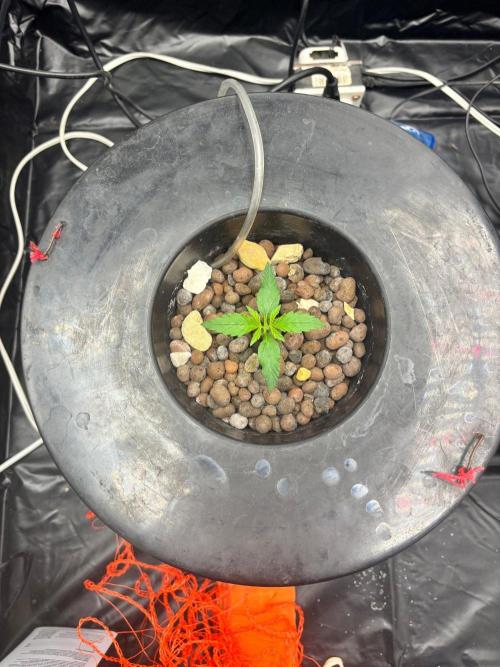 Watermelon AUTO BG (BA Genetics) DWC. Week 1
