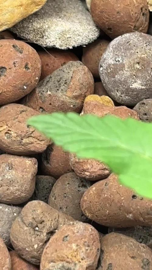 Watermelon AUTO BG (BA Genetics) DWC