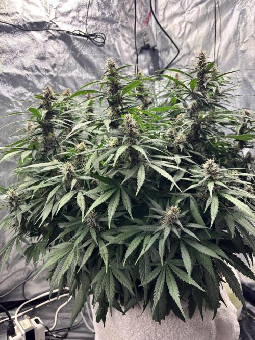 Watermelon AUTO BG (BA Genetics) DWC. Week 13
