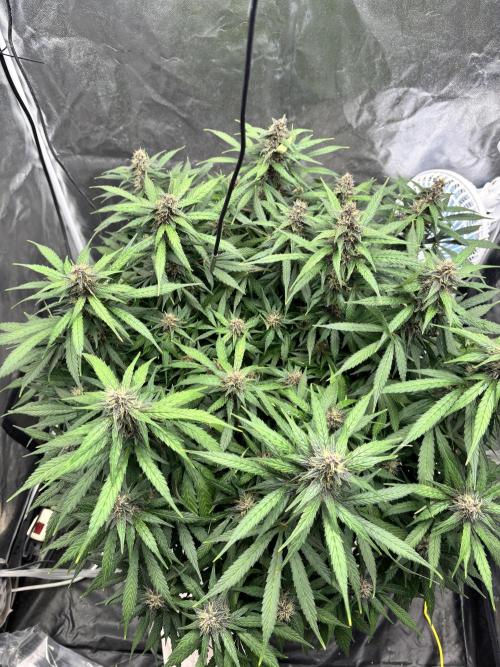 Watermelon AUTO BG (BA Genetics) DWC. Week 13