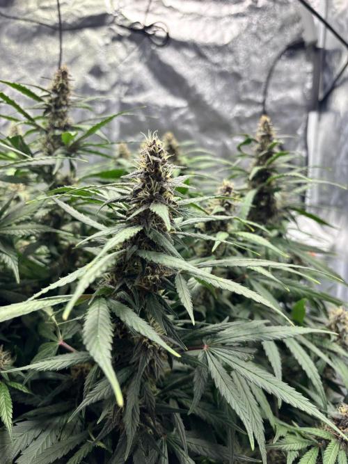 Watermelon AUTO BG (BA Genetics) DWC. Week 13