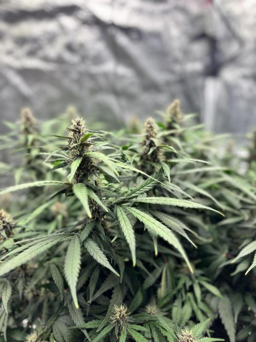 Watermelon AUTO BG (BA Genetics) DWC. Week 13