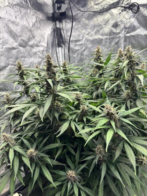 TS600 100W Full Spectrum LED. Week 13