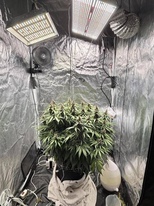 Watermelon AUTO BG (BA Genetics) DWC. Week 14