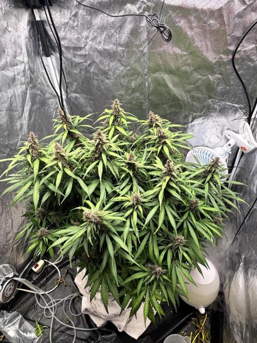 Watermelon AUTO BG (BA Genetics) DWC. Week 14