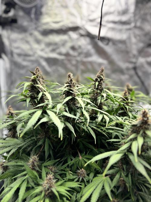 Watermelon AUTO BG (BA Genetics) DWC. Week 14