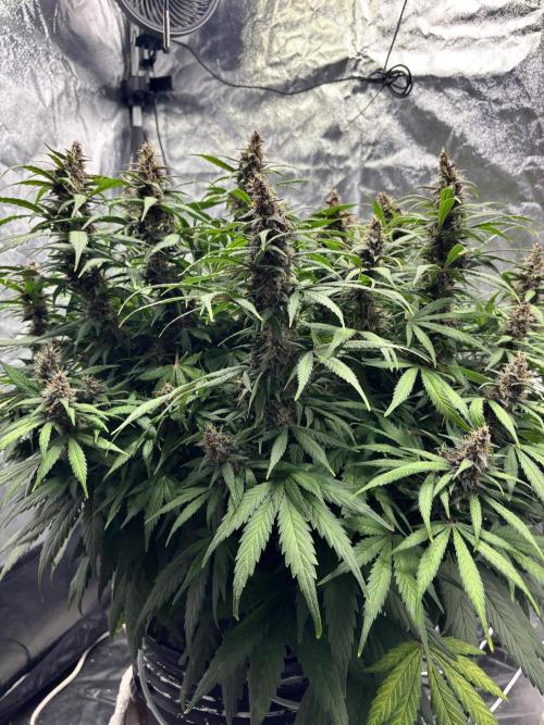 Watermelon AUTO BG (BA Genetics) DWC. Week 14