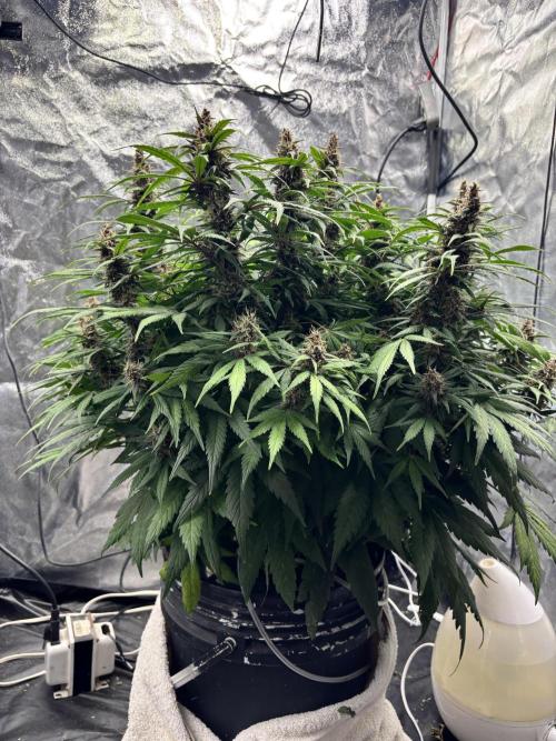 Watermelon AUTO BG (BA Genetics) DWC. Week 14