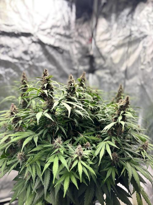 Watermelon AUTO BG (BA Genetics) DWC. Week 14