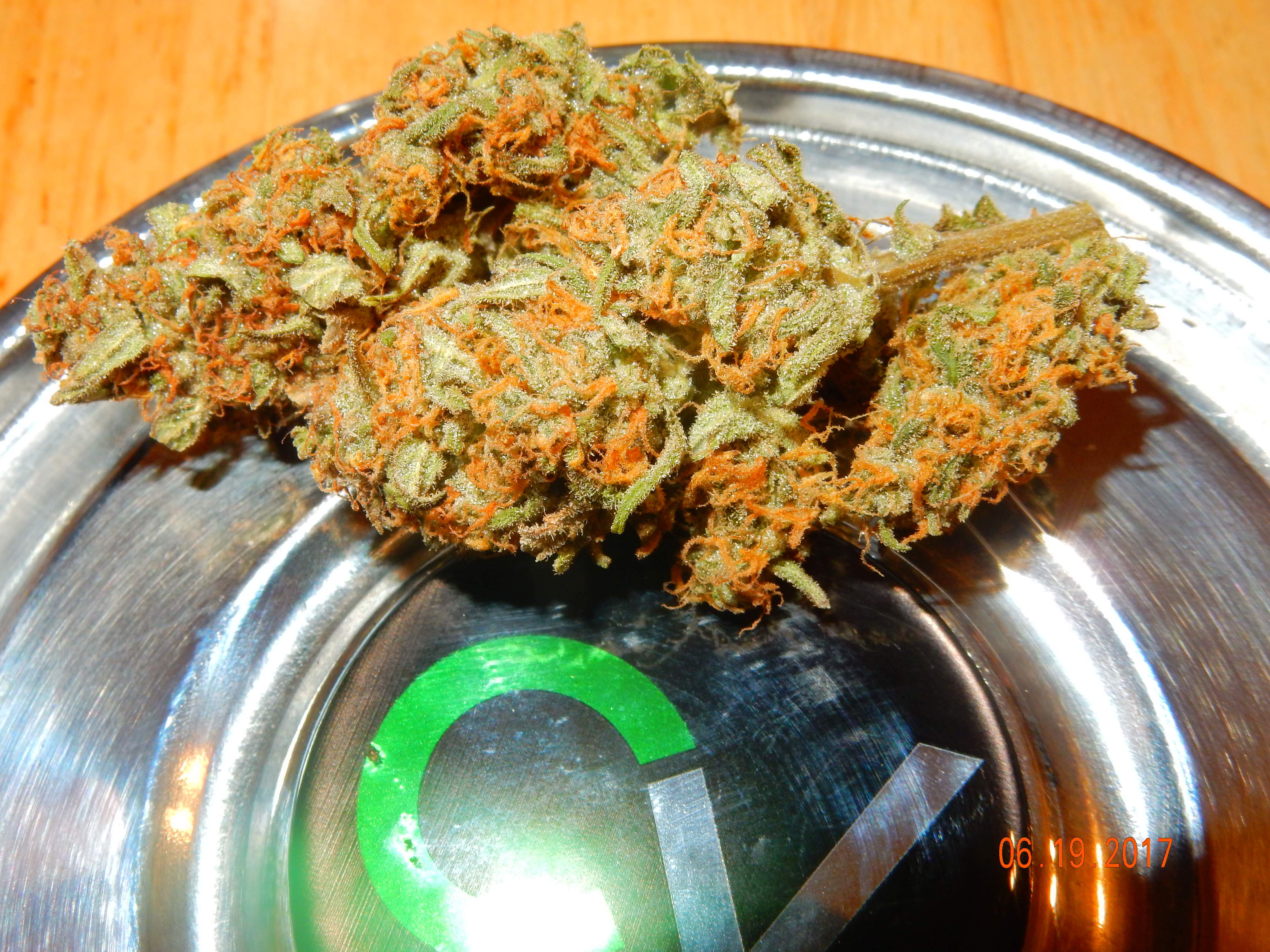 Fast Buds Green Crack Auto 2 grow diary (journal) harvest9 by Tripaholic88  - GrowDiaries