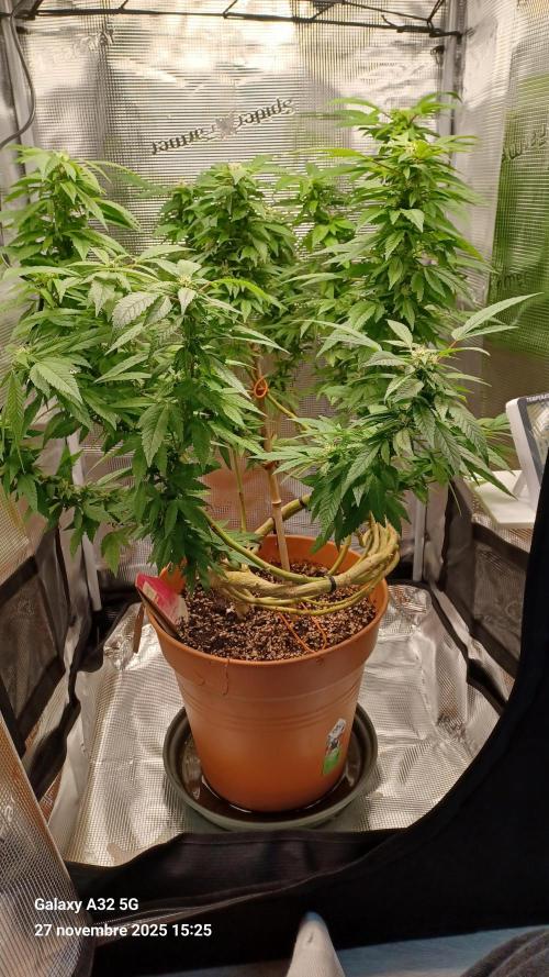 Freeseed rqs 2025. Week 30