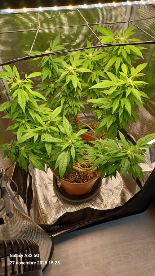 Freeseed rqs 2025. Week 30